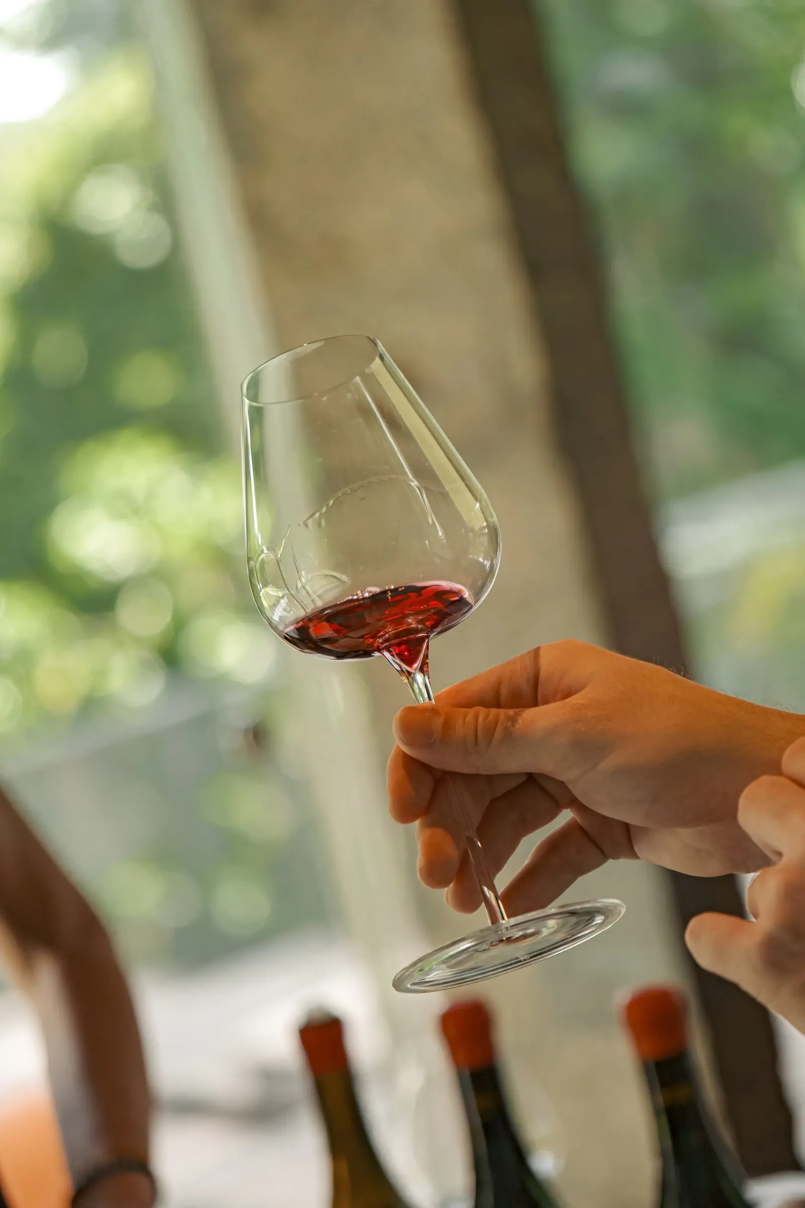 A glass of red wine held up at an Ungrafted Vines tasting